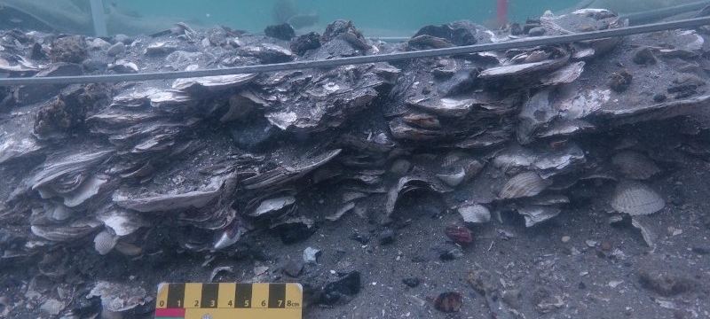 photo of oyster shells under water