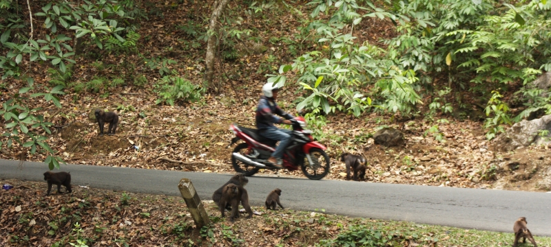photo of motorcycle driving on a road with monkeys on the sides of the road