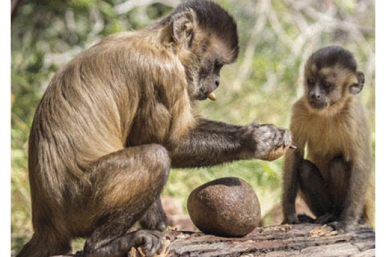 capuchin monkeys with tools