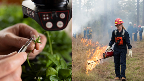 Person's hand putting plant under microscope and woman starting fire