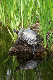 image of turtle on a rock in a pond