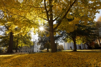 photo of quad in fall with trees, yellow leaves, buildings