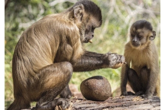 monkeys with rock tools