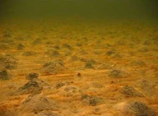 undersea photo of burrowing activity on sea floor