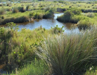 photo of spartina grass, water