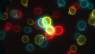 microscopy image of cell, with colorful outlines of round objects 