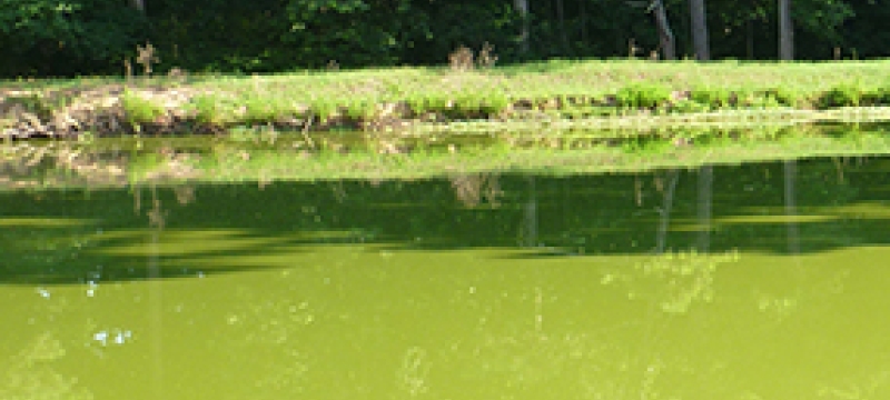 algal bloom on a pond