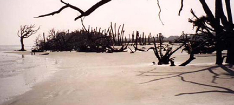photo of shoreline with trees