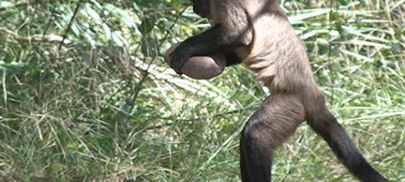photo of bearded capuchin monkey with stone tool