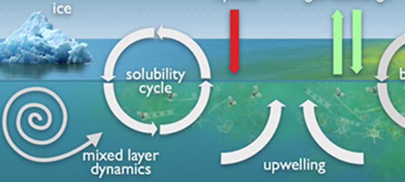 carbon ocean cycle diagram