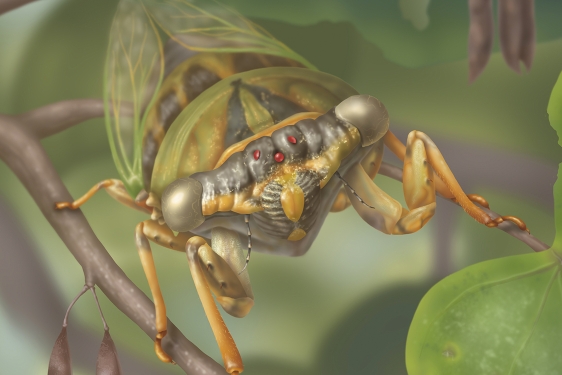 solora illustration of cicada