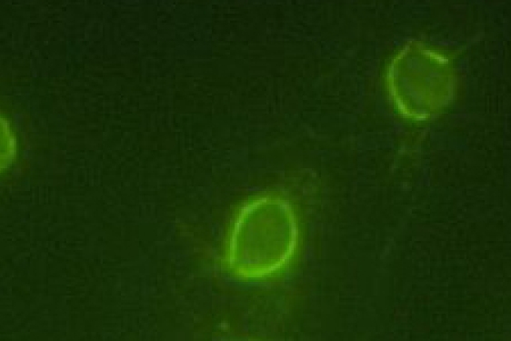 immunofluorescence image 