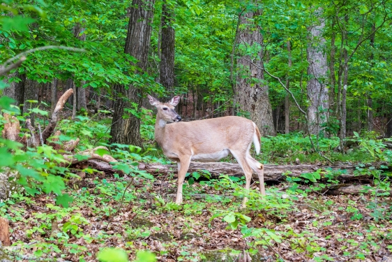 photo of deer in forest, with trees, green foliage 