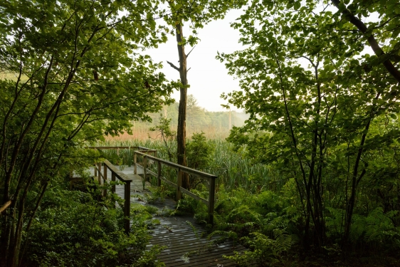 photo of  wooded walking path, day