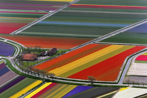 aerial photo of tulip fields, with roads and trees