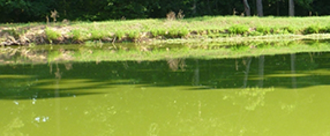 pond green