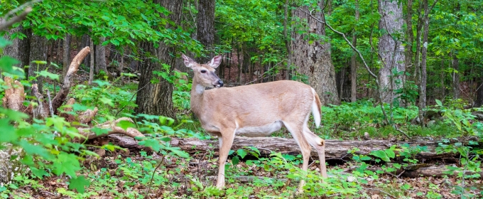 photo of deer in forest, with trees, green foliage 