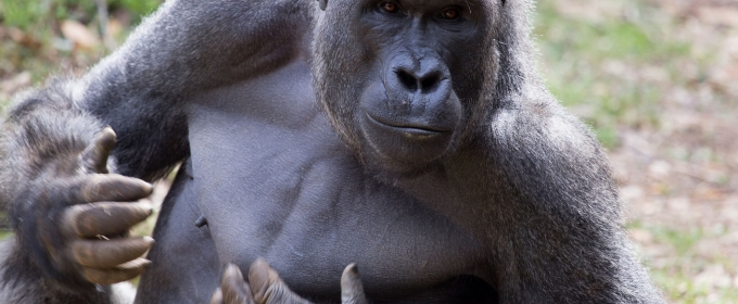 photo of gorilla, outdoors, day