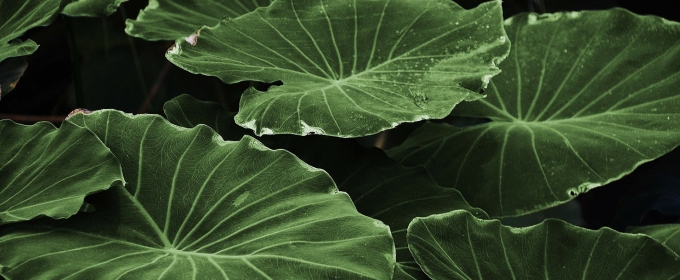 photo of large green leaves